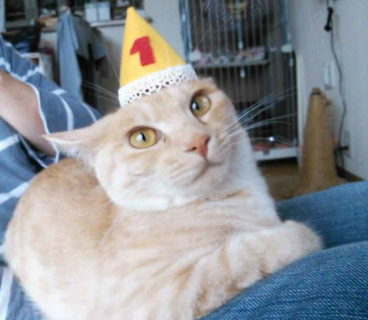 猫写真