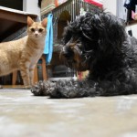 犬と猫をローアングルから撮影