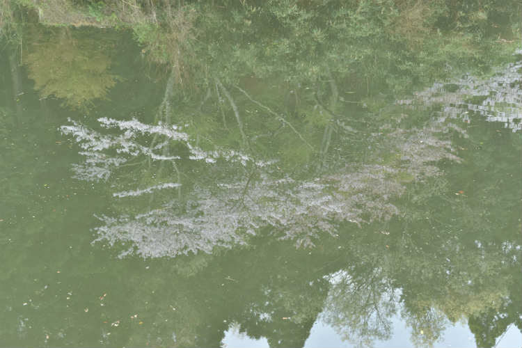 三島ダムの水面に写り込む桜をC-PLフィルターで覗いた桜で調整実験前