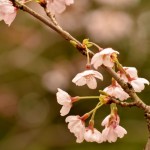 曇空の桜は背景を考えて露出補正をプラスにする