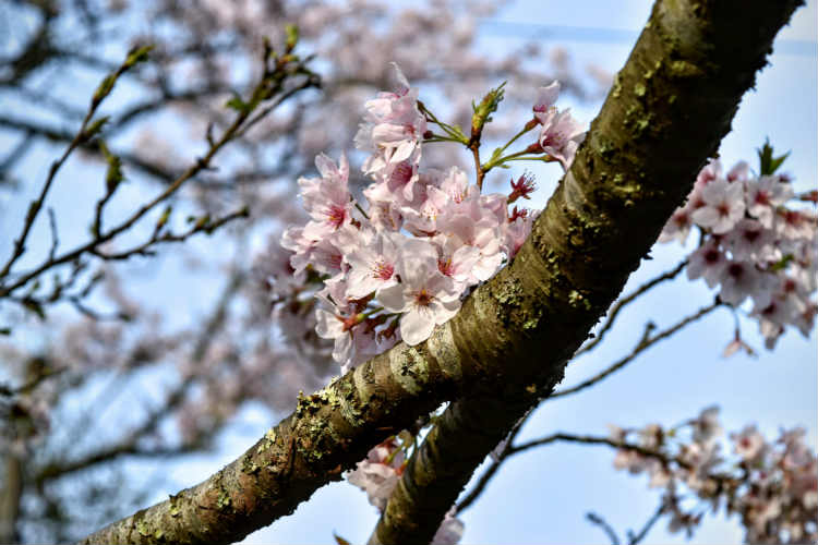 三島ダムの桜の木全体は貧弱でも枝一本一本に小さく咲く花はキレイですね