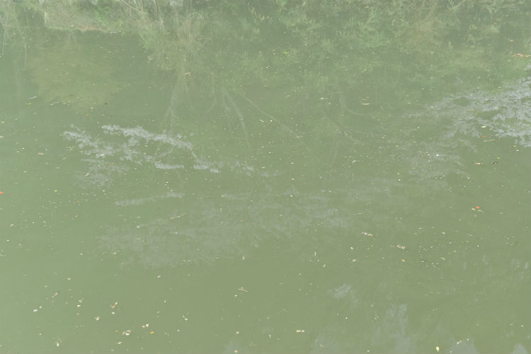 三島ダムの水面に写り込む桜をC-PLフィルターで覗いて限りなく消してみる