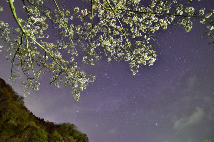 散り始めた房総三島湖の夜桜と星空