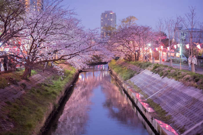 橋の上から海老川と桜