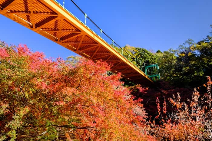 泉自然公園の紅葉といずみ橋