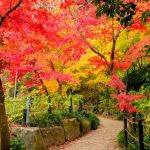 松戸市本土寺の小道の紅葉