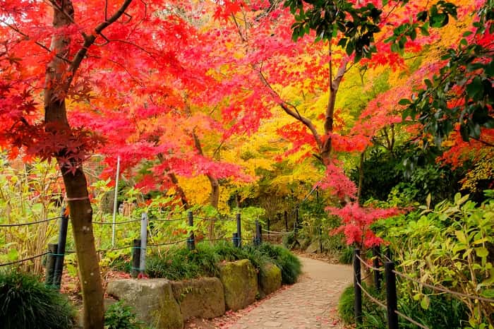 松戸市本土寺の小道の紅葉
