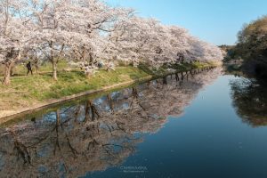 福岡堰の桜と写り込みのリフレクション写真