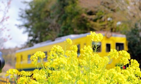 上総中野の菜の花といすみ鉄道