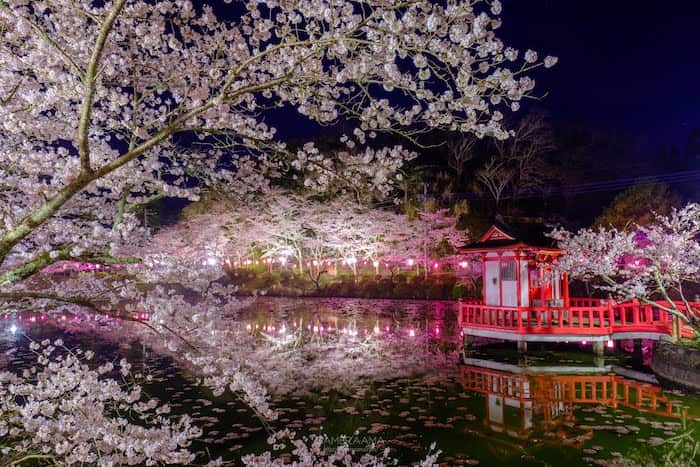 茂原公園の夜桜が美しい