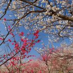 大川原梅園とハーブ園の紅白の梅の花