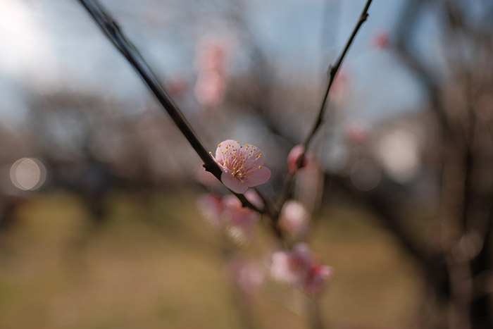 大川原梅園とハーブ園で梅の花撮影