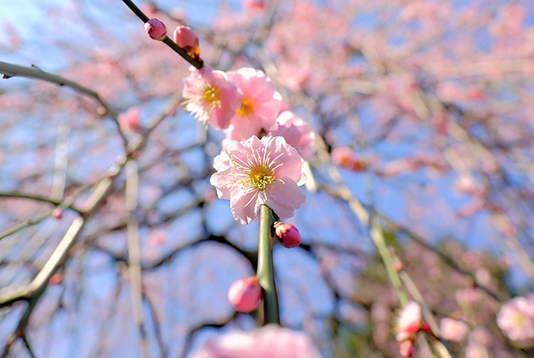 花の撮影にマンネリ感が出たら広角レンズで接写してみよう カメラアマ