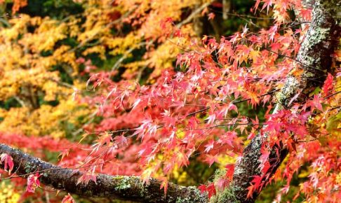 小松寺の紅葉