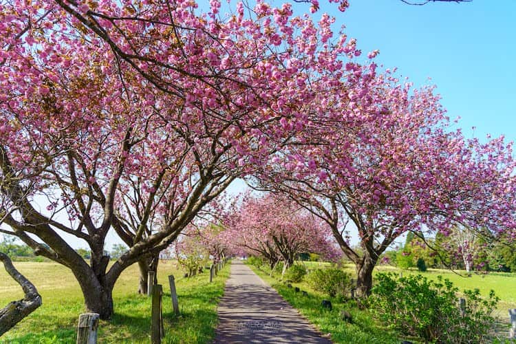 秋元牧場と八重桜